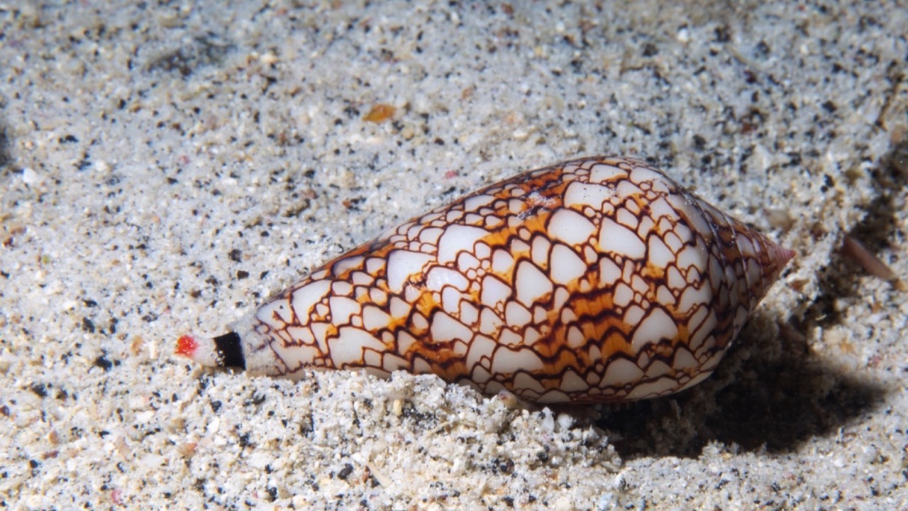 Cone Snail