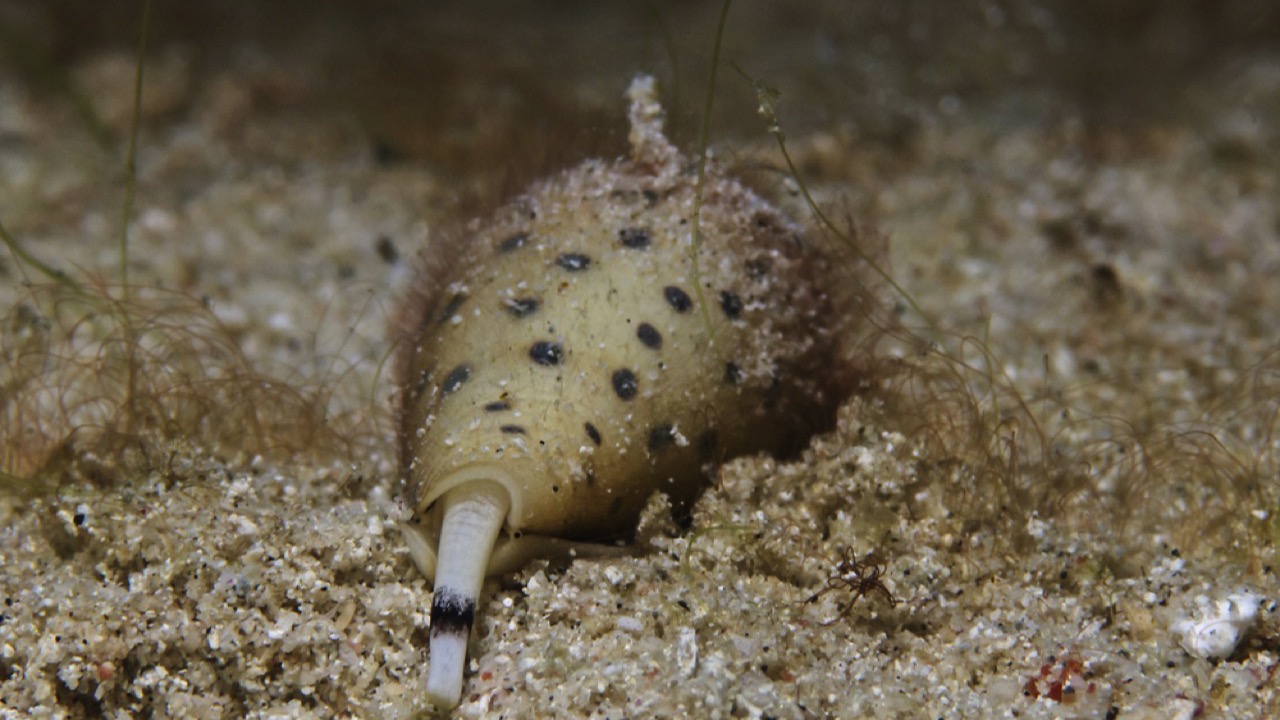 cone snails