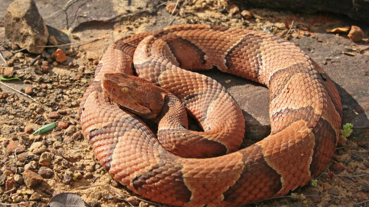 Copperheads