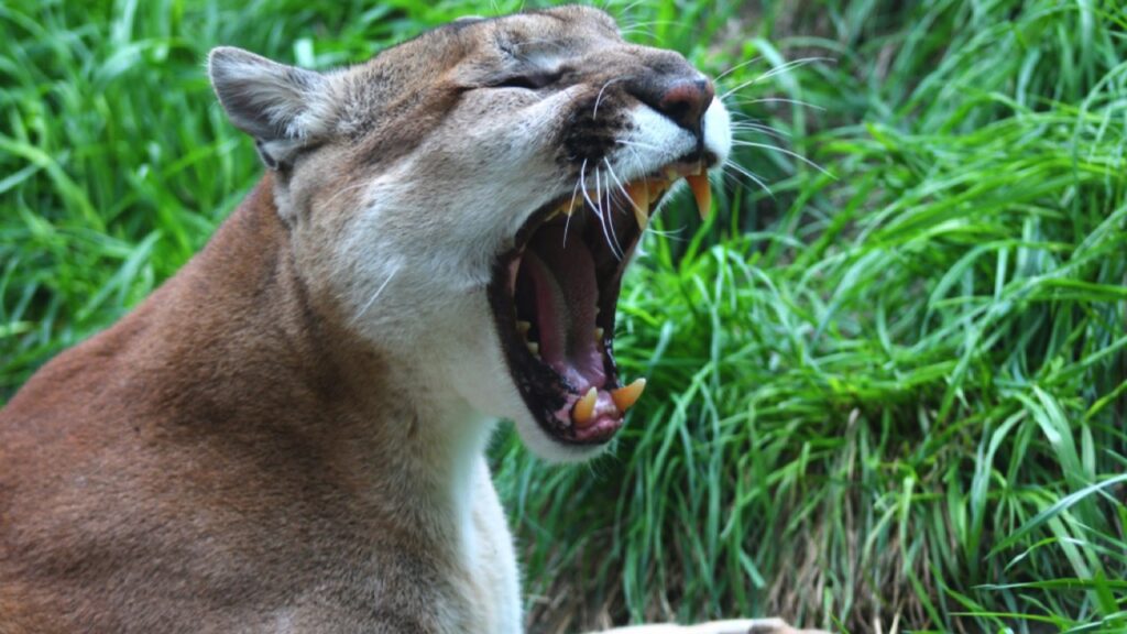 Cougar roaring