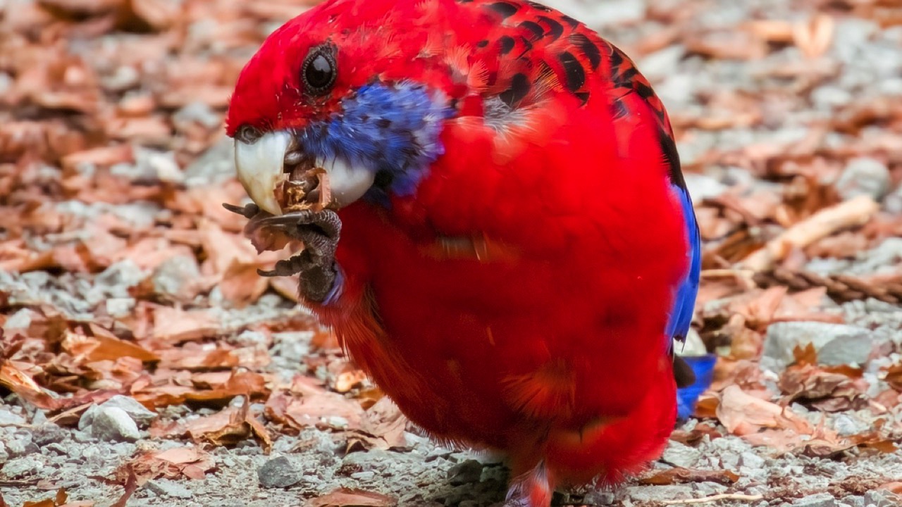 Crimson Rosella