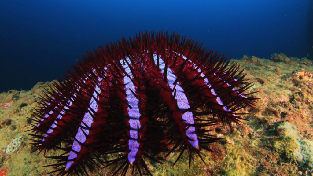 Crown-of-Thorns Starfish eats coral