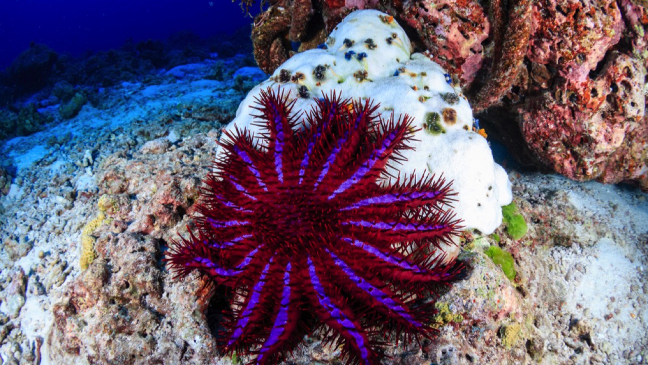 Crown-of-Thorns Starfish