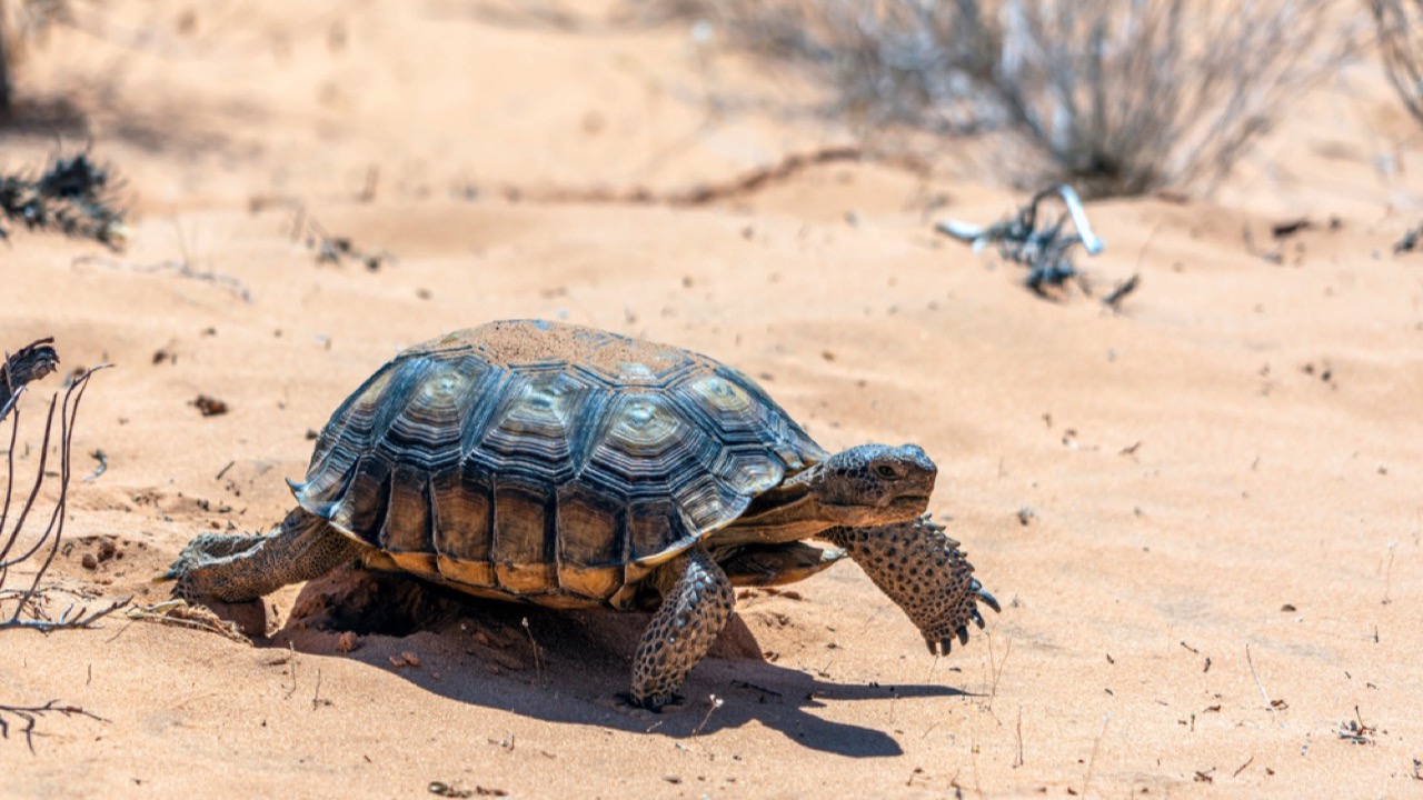 Desert tortoise