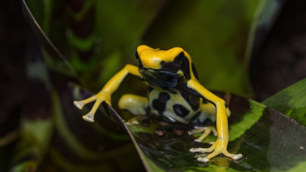 Dyeing Poison Dart Frog 