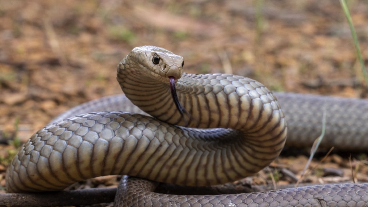 Eastern Brown Snake