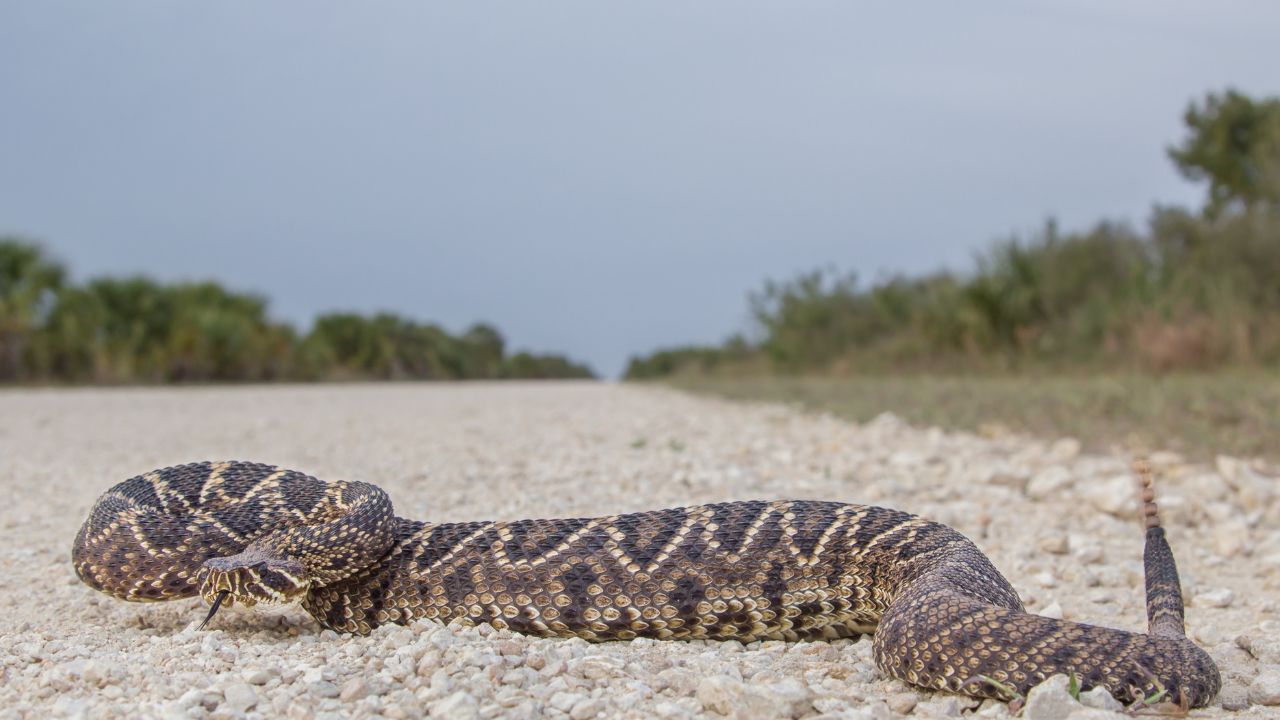 Eastern Diamondback Rattlesnake