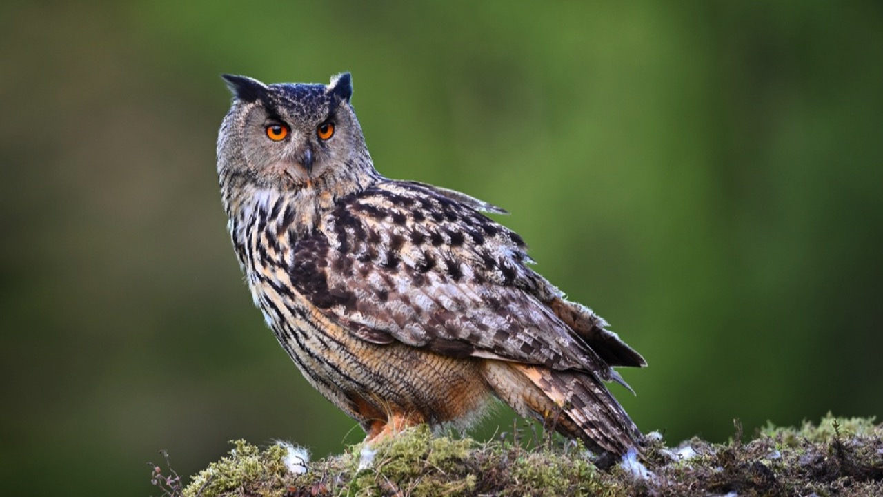 Eurasian Eagle-Owl