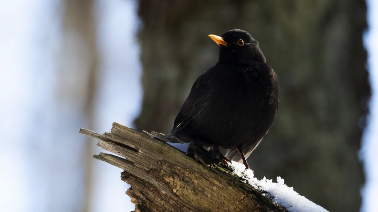 European Blackbird