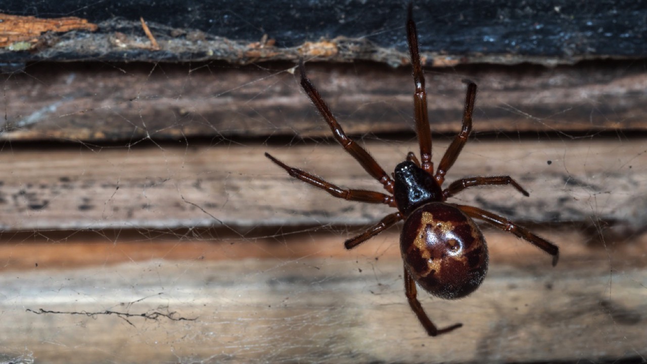 False-Widow-Spider