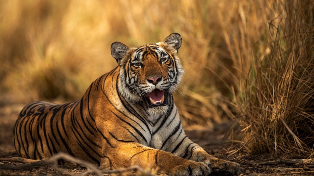 Female Bengal tiger