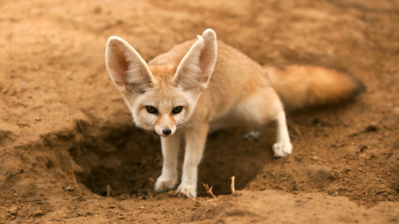 Fennec-Fox