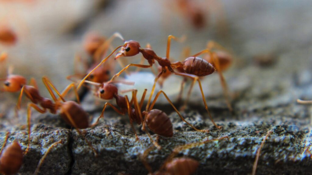 Fire Ants