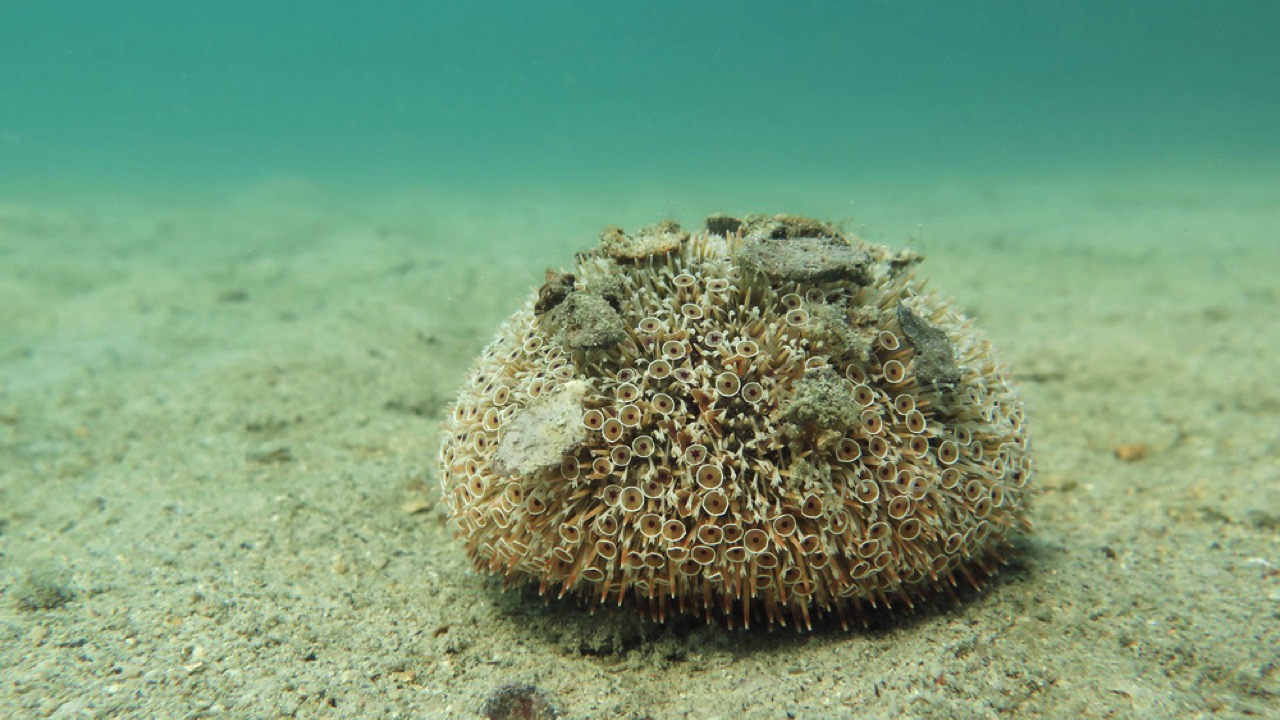  Flower Urchin