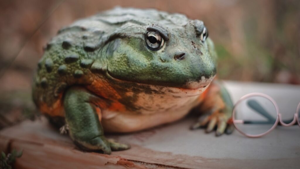 Giant African Bullfrog