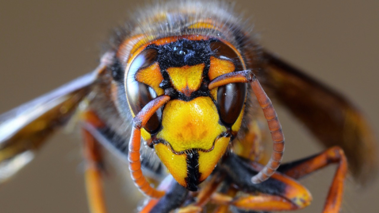 giant Japanese hornet