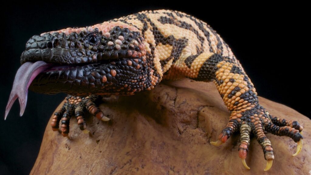 Gila Monster