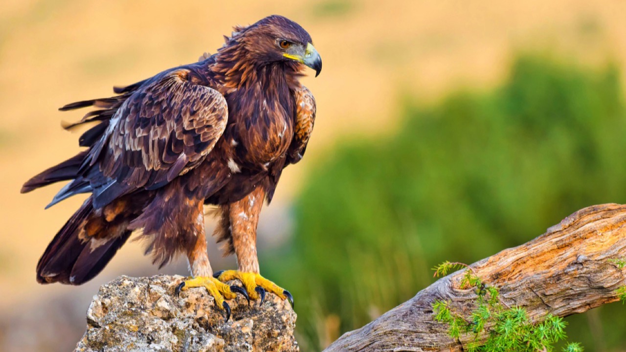 Golden Eagle