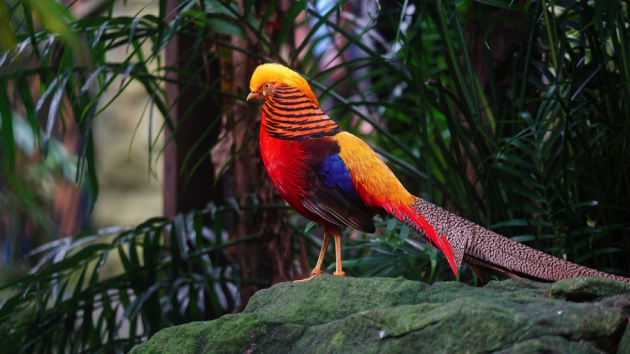 Golden Pheasant