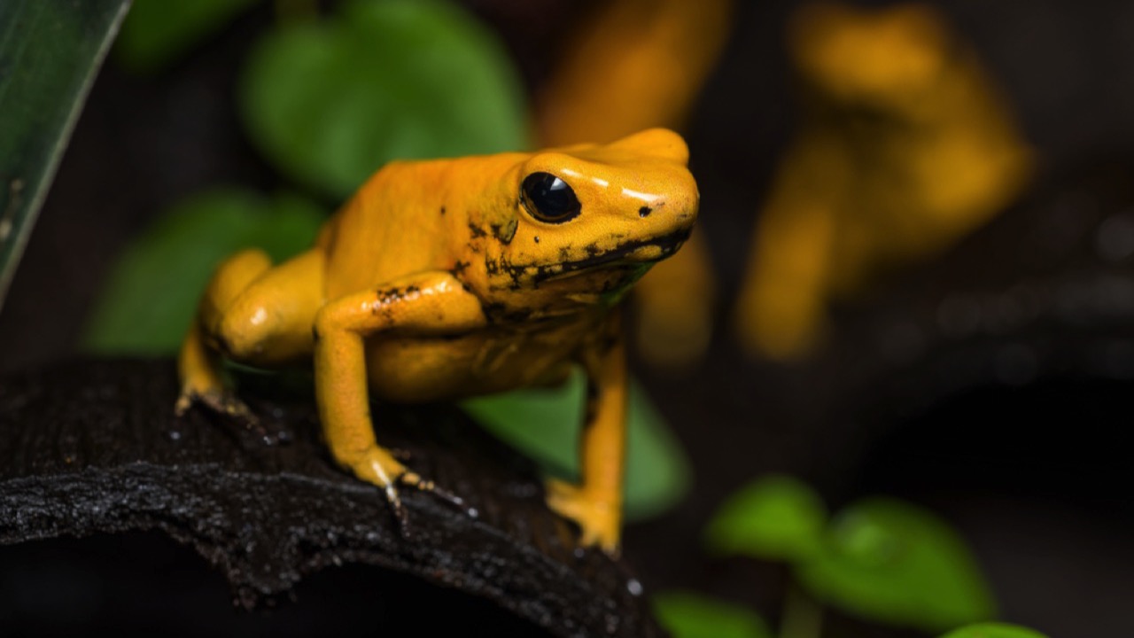  Golden Poison Frog