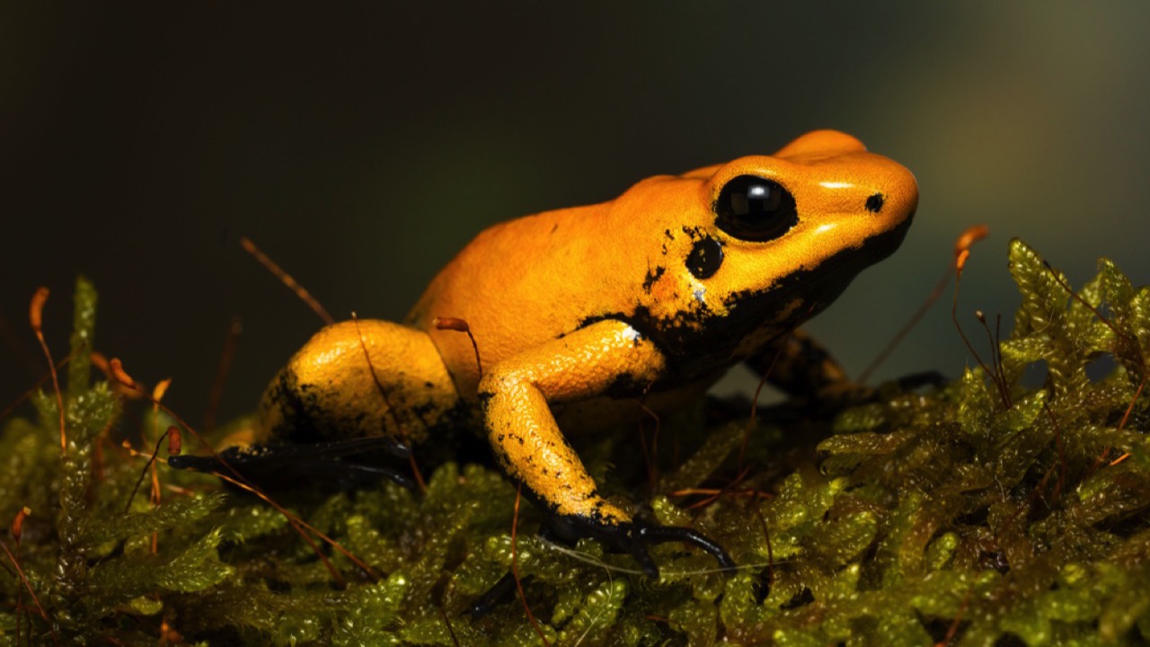 golden poison dart frog