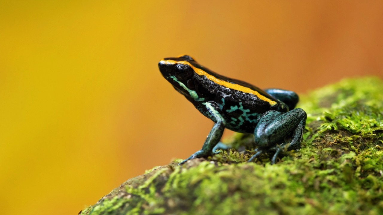  Golfodulcean Poison Frog