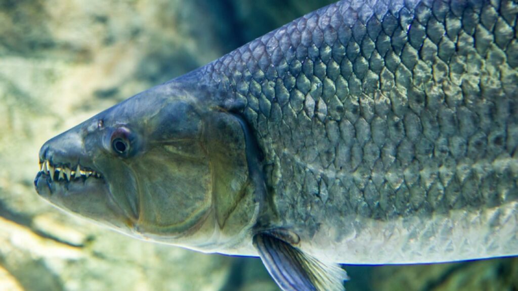 Goliath Tigerfish in sea