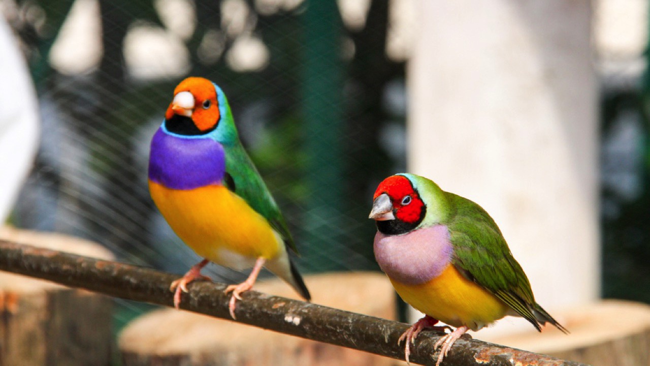 Gouldian Finch