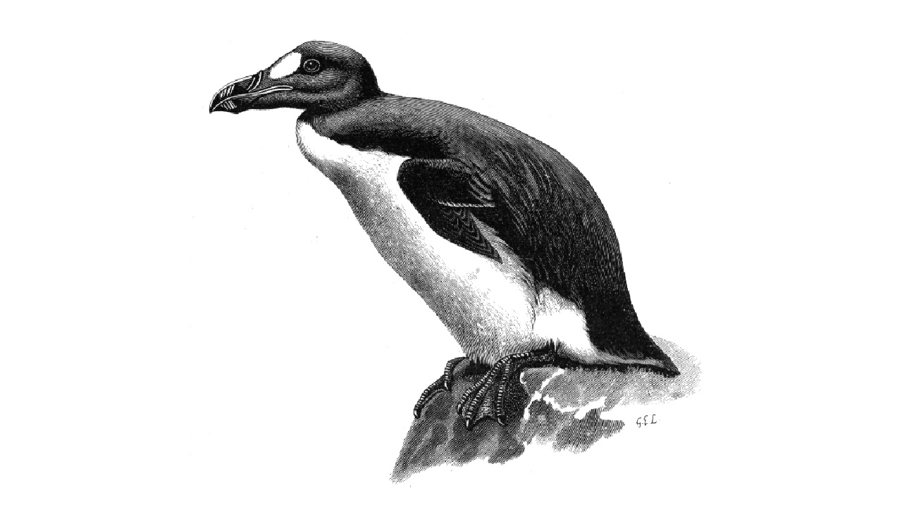 Great Auk