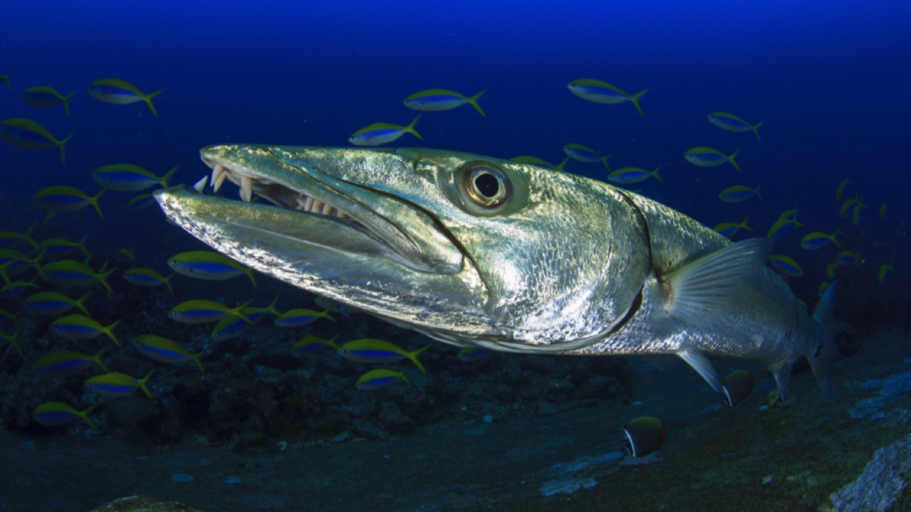 barracuda