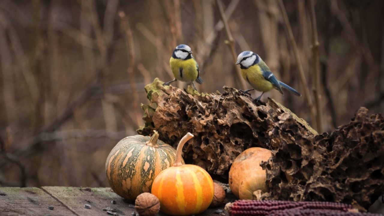 Great Tit