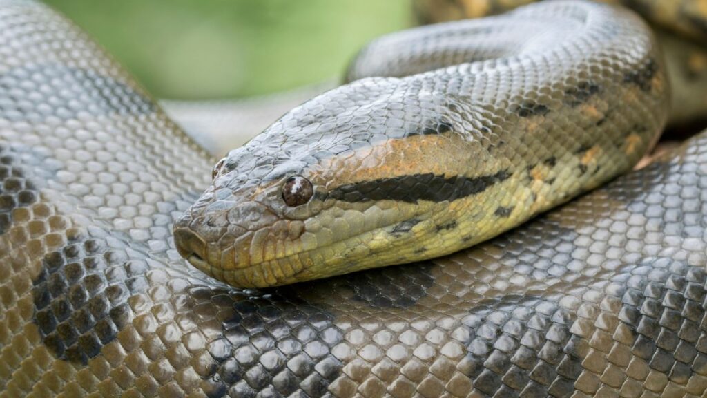 Green Anaconda