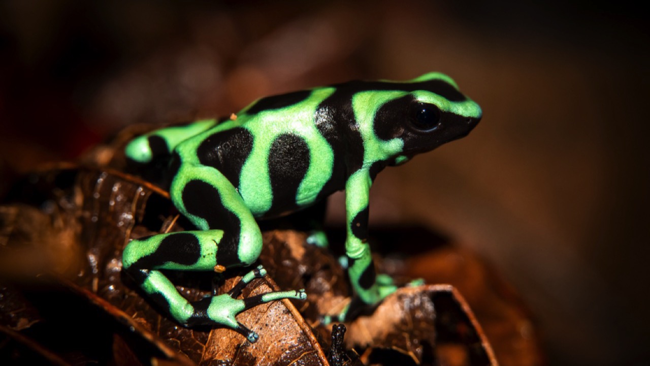 Green and Black Poison Dart Frog 