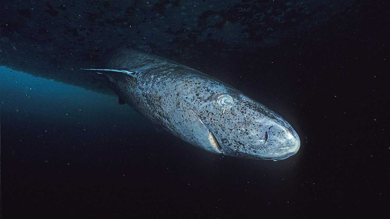 Greenland shark