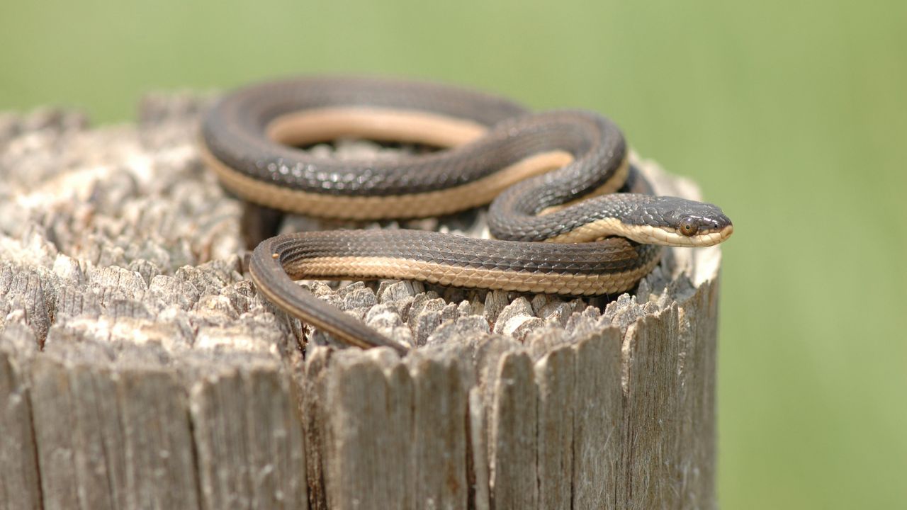 Gulf Crayfish Snake