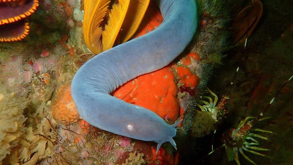 Hagfish