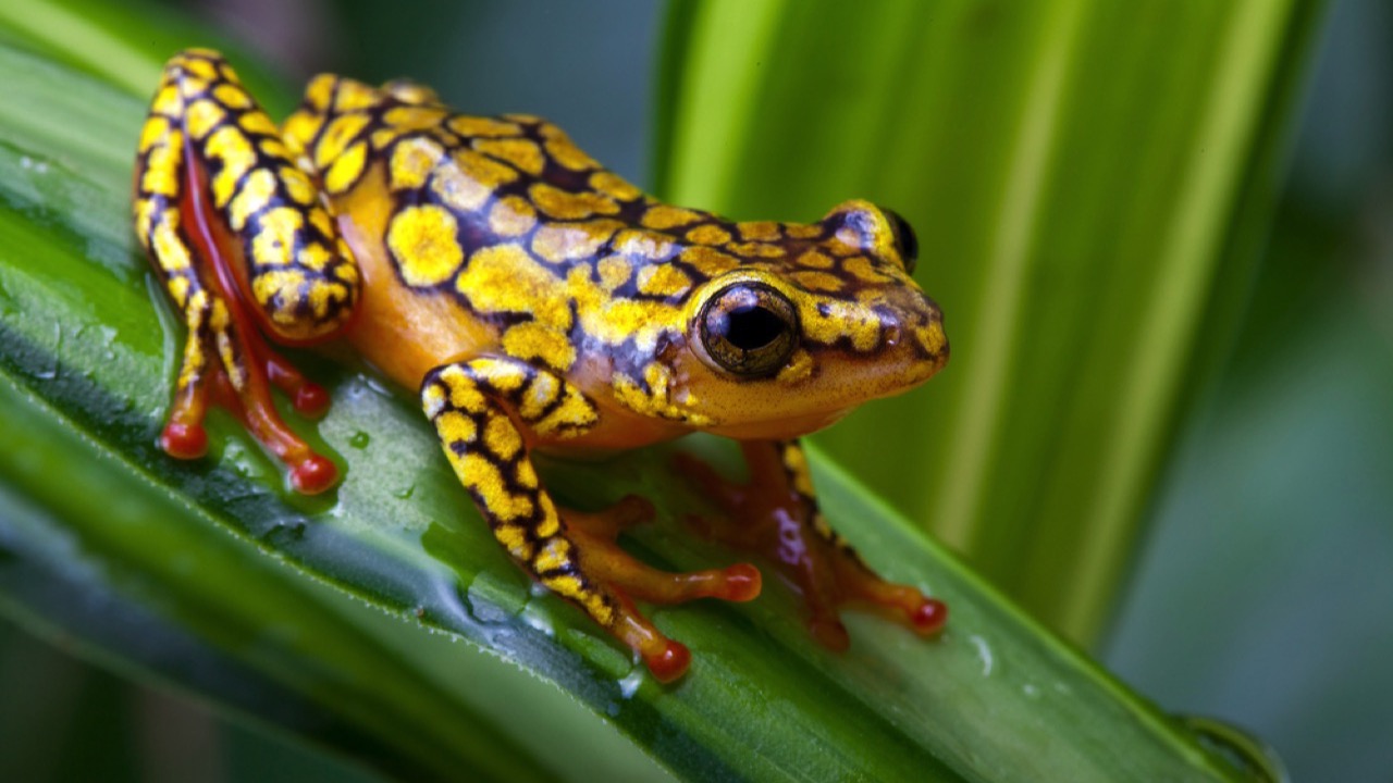 Harlequin Poison Frog