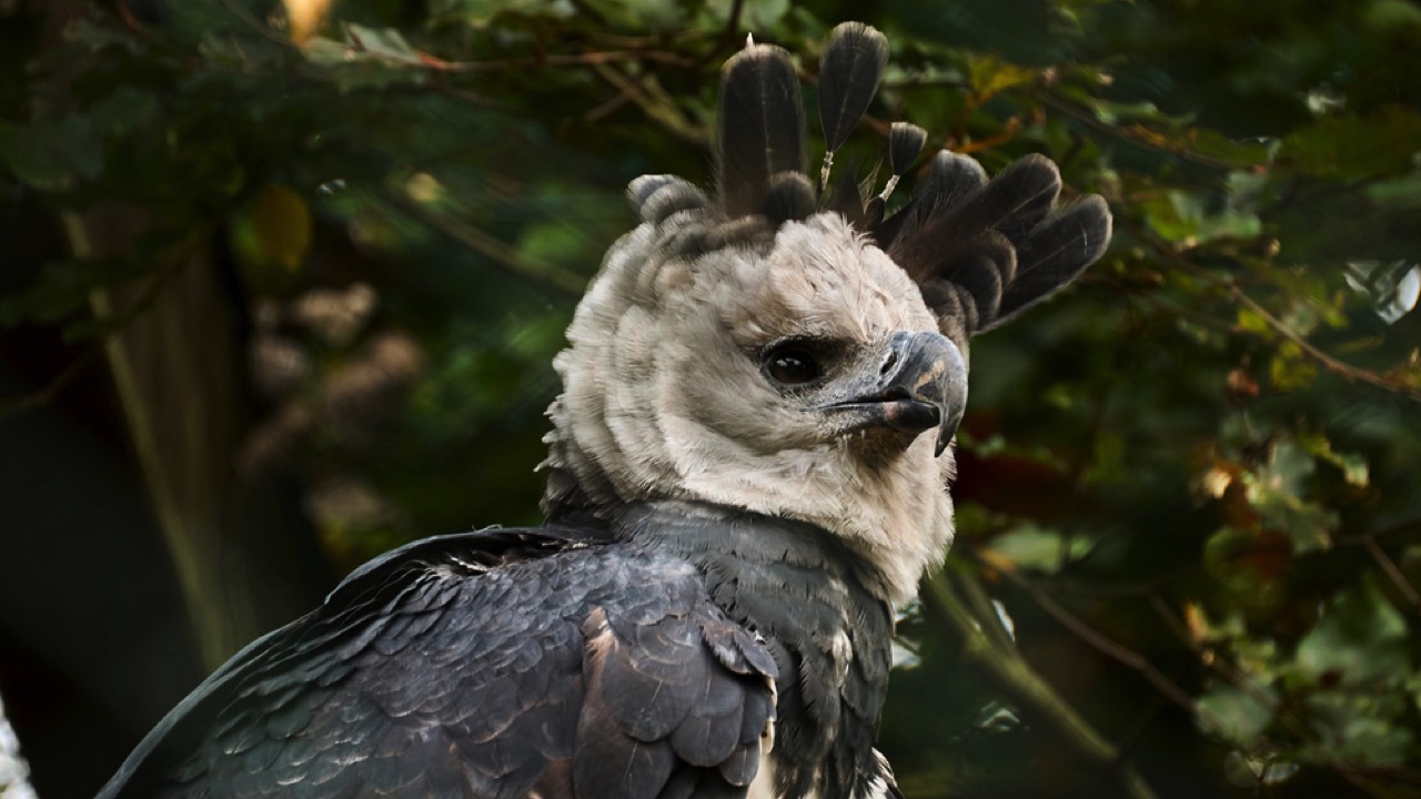 Harpy-Eagle