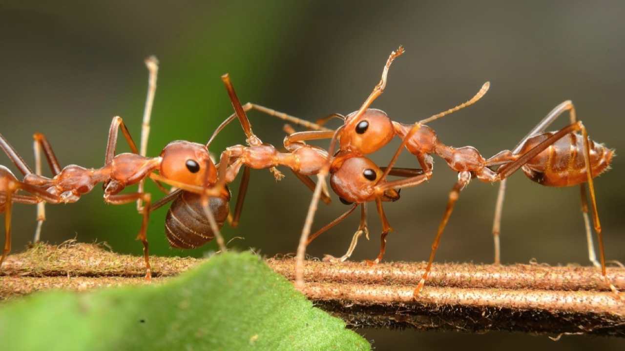 Harvester-Ants