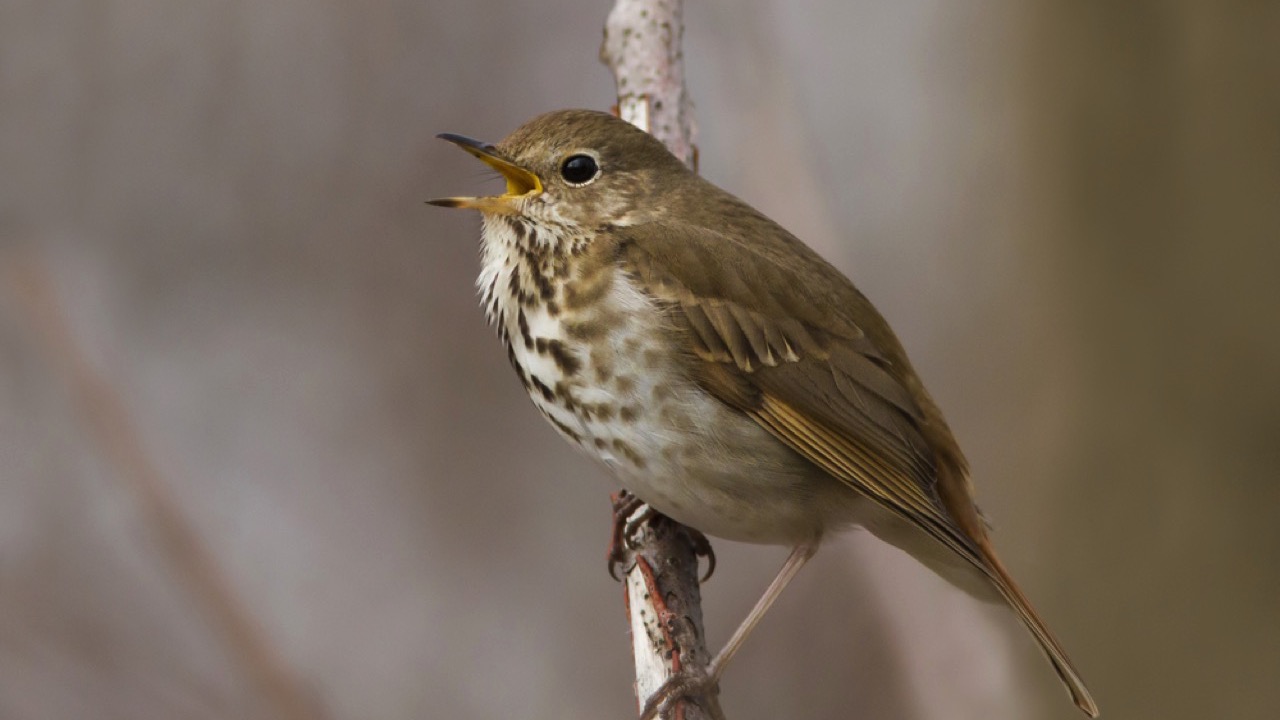 Hermit Thrush