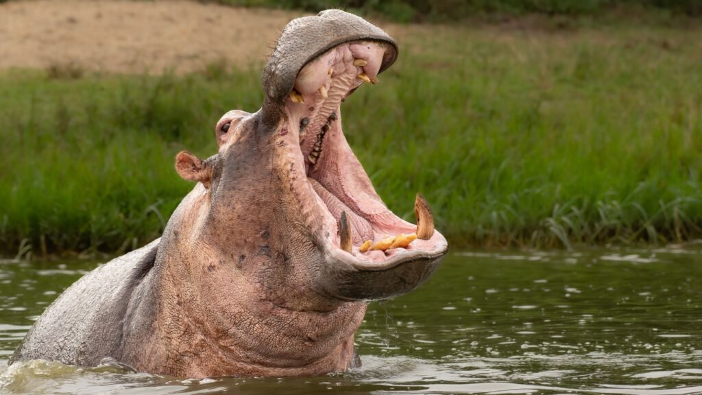 Hippopotamus