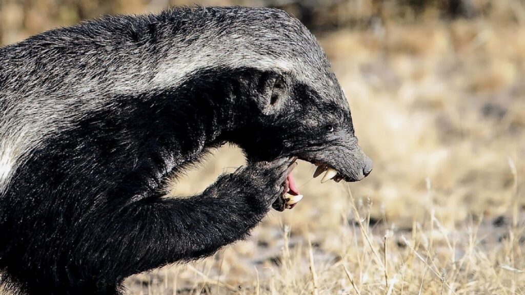 Honey Badger