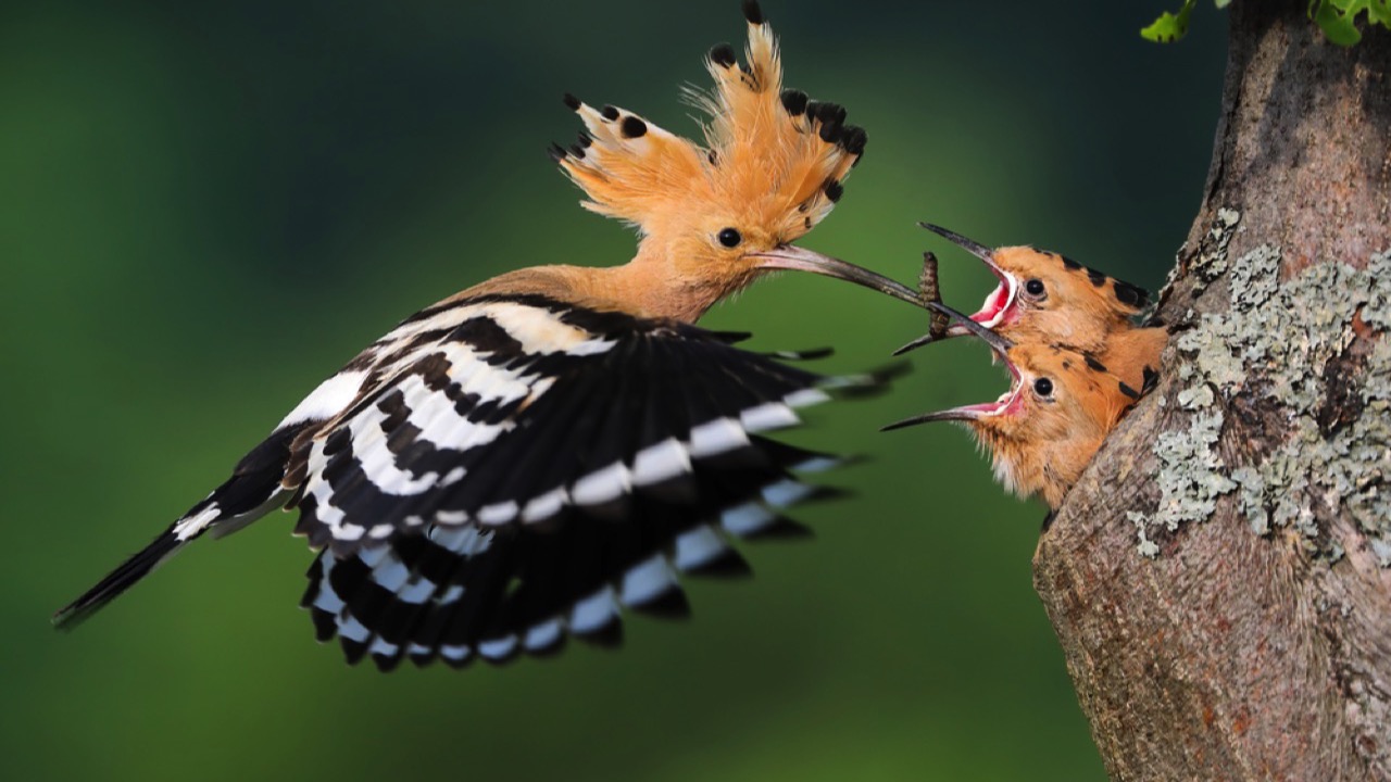 Hoopoe