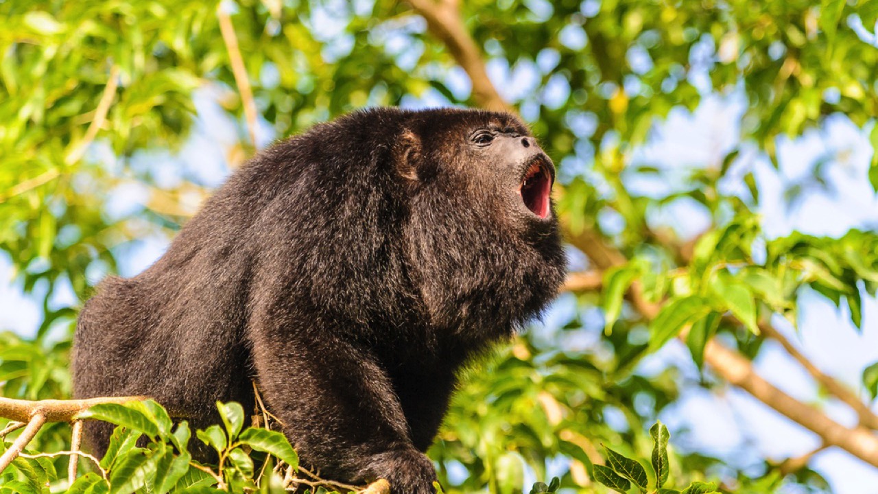 Howler monkeys