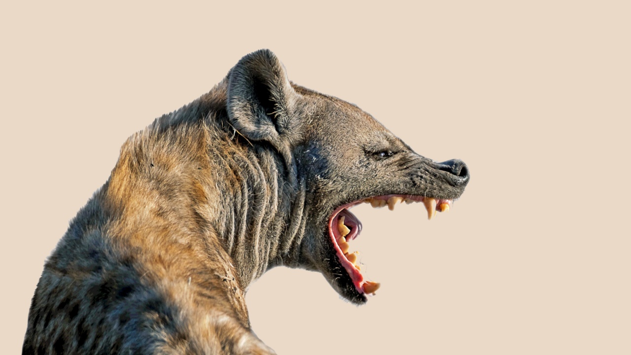 Hyena