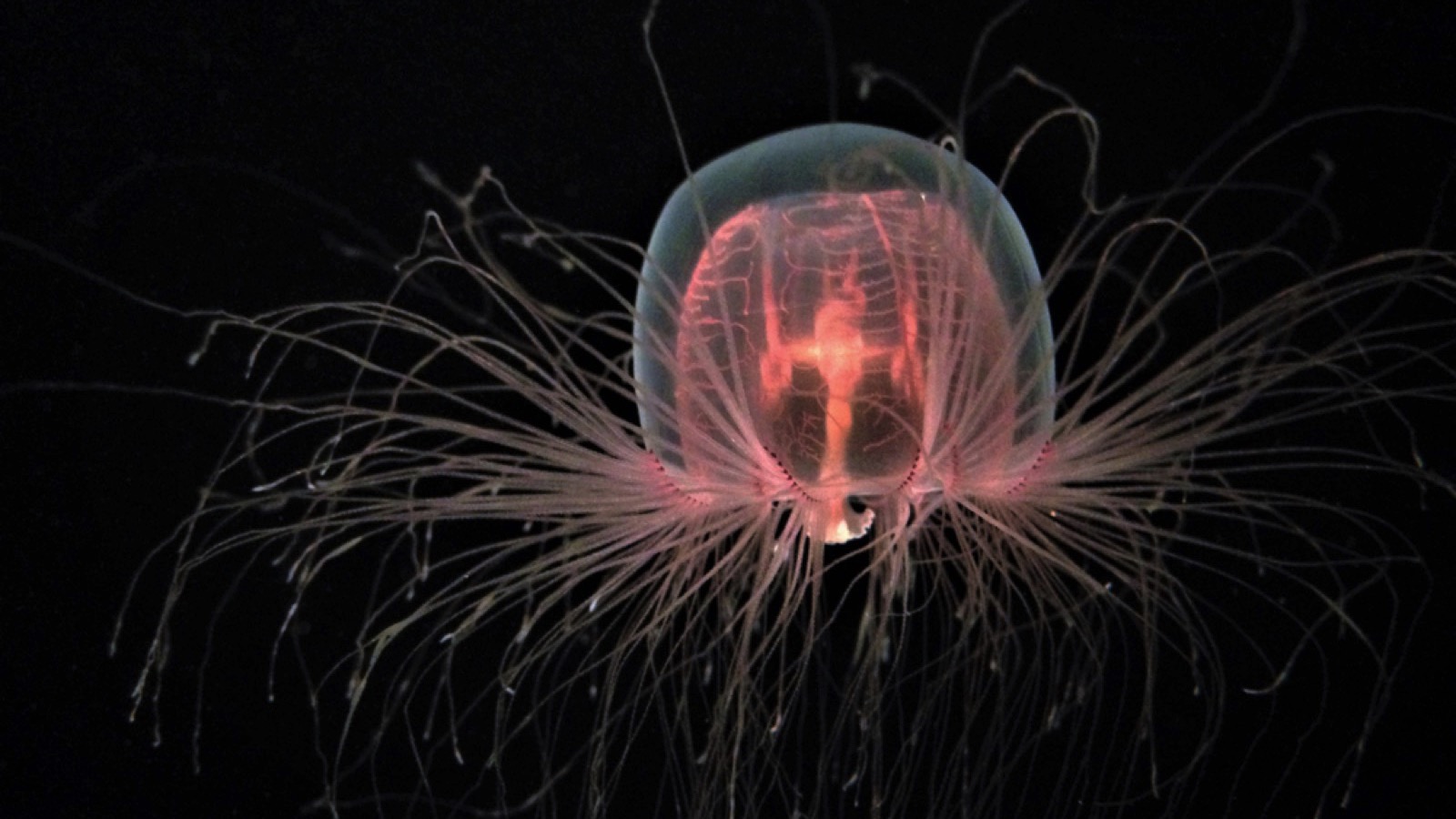 immortal jellyfish