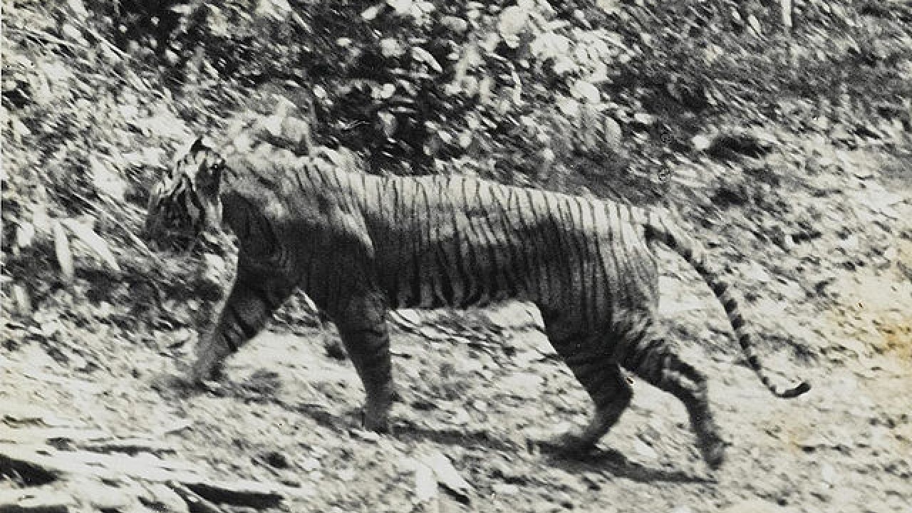 Javan Tiger