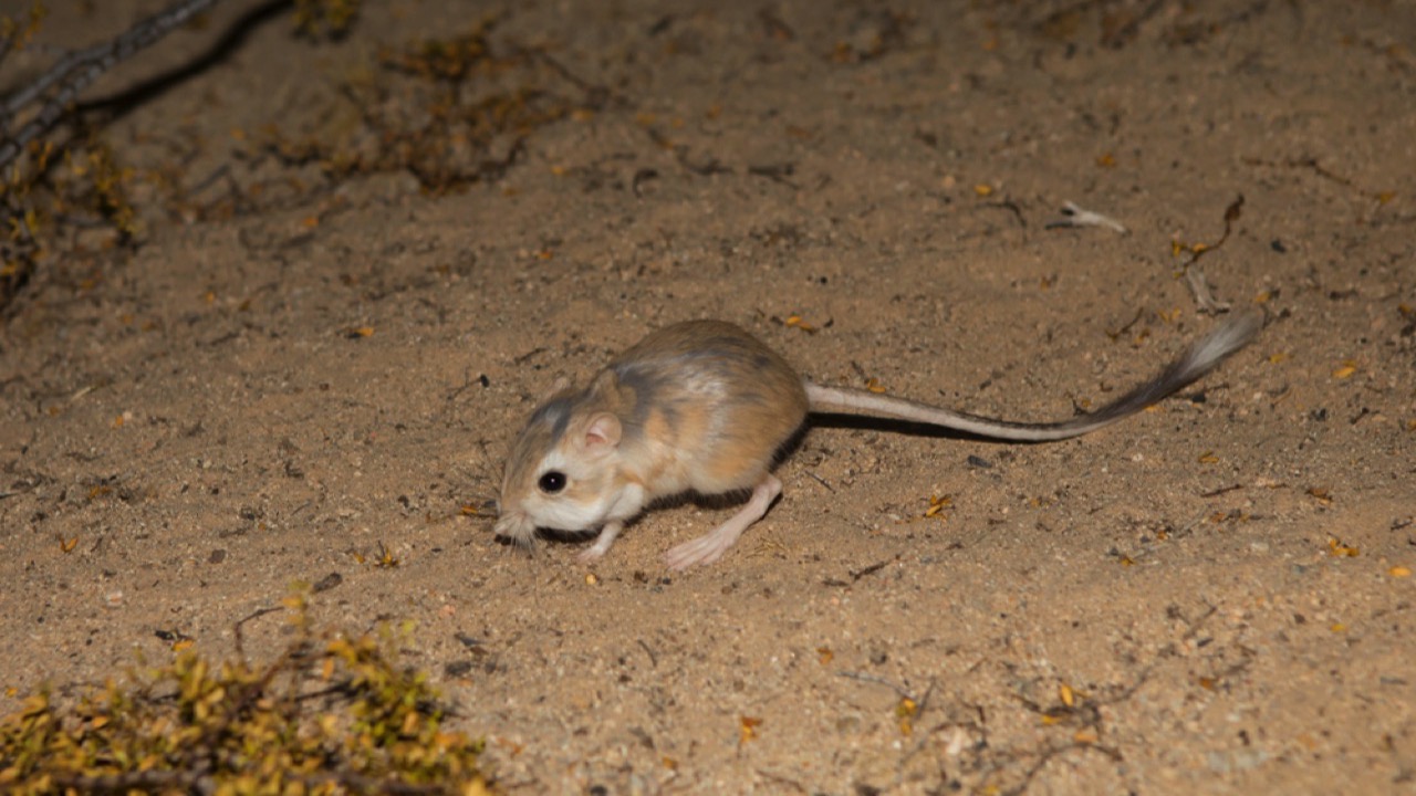 kangaroo rats