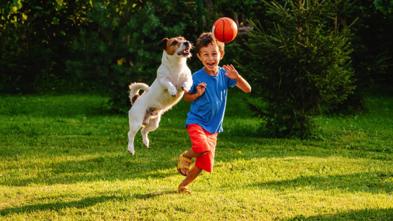 Kid playing with dog