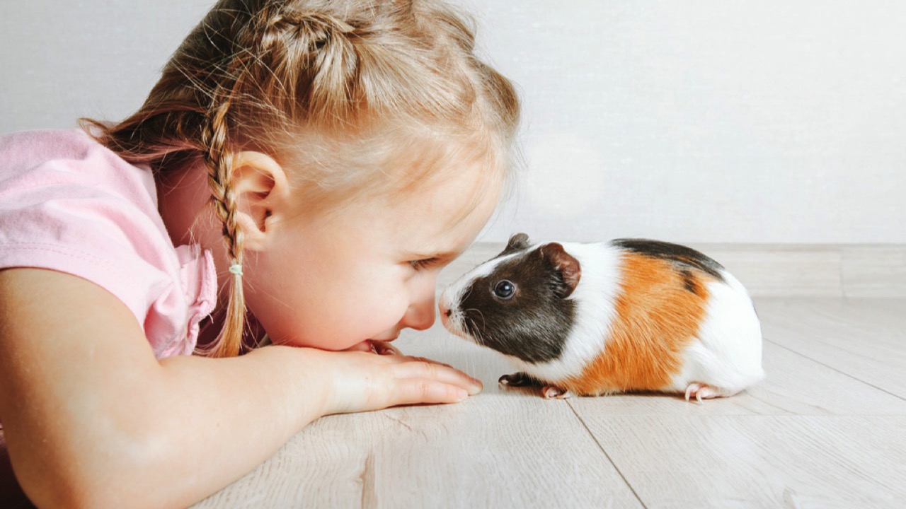 Girl with guinea pig